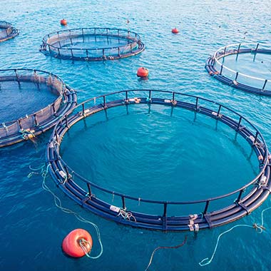 Aquaculture, the farming of seafood, produces ammonia in natural wastewater. Net pens holding fish, pictured here, can also be harmful.